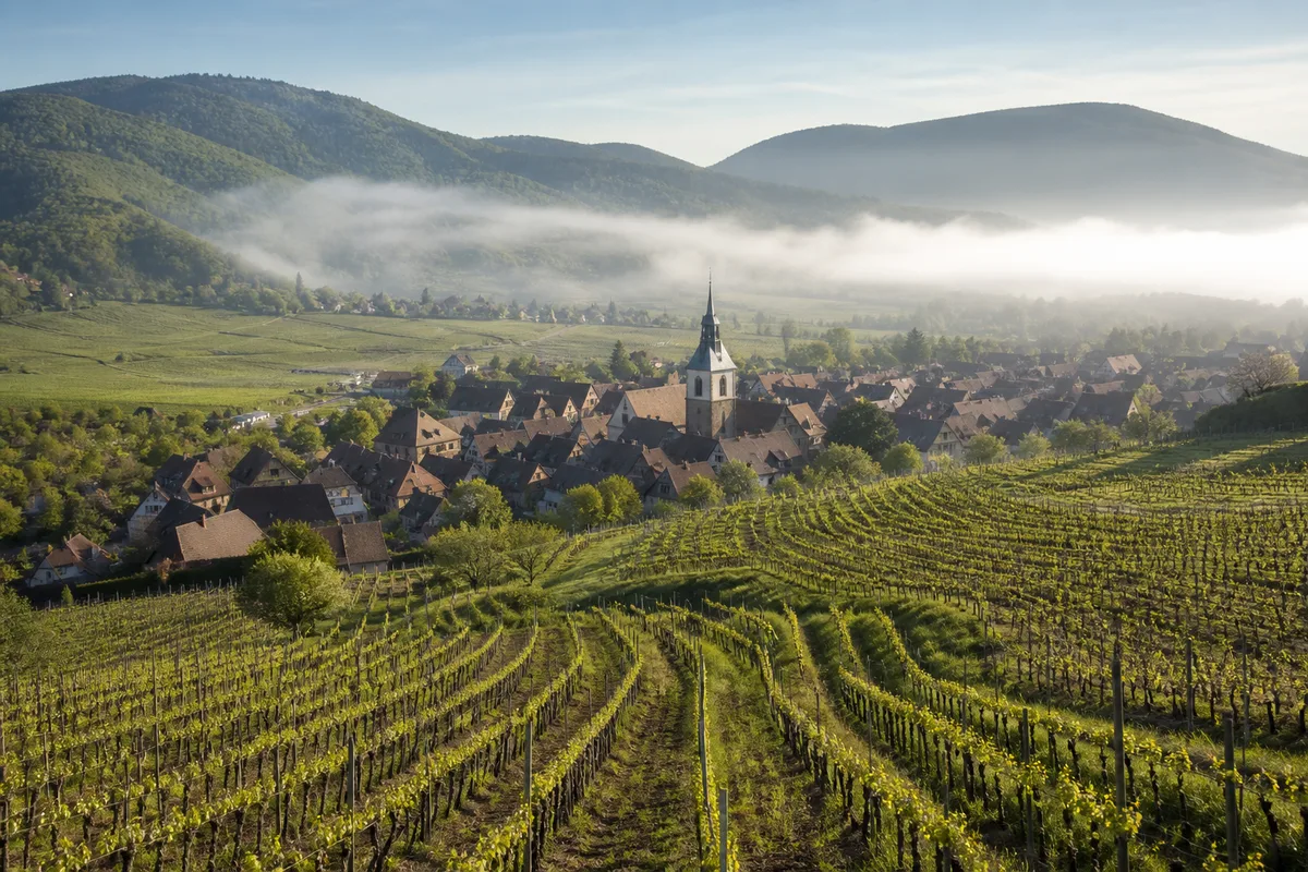 Rangées de vignes en coteau au-dessus d un village alsacien aux toits de tuiles brunes, clocher au centre et collines boisées à l arrière-plan