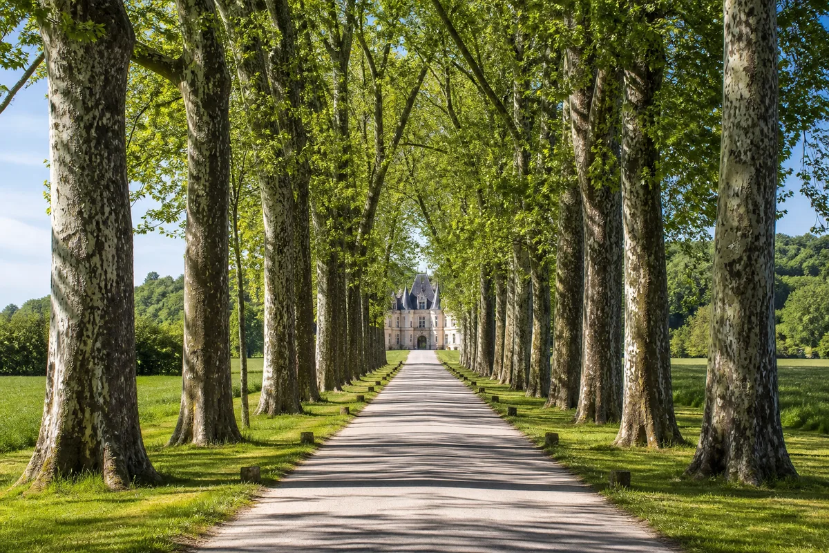 Route départementale bordée de platanes menant à un château Renaissance de la vallée de la Loire